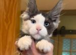 Bentley - Maine Coon Kitten For Sale - Rogersville&comma; MO&comma; US