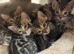 May 21st Bengal kittens - Bengal Kitten For Sale - Denver&comma; CO&comma; US