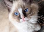 Kaleb - Ragdoll Kitten For Adoption - Santa Rosa&comma; CA&comma; US