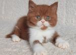 West - British Shorthair Kitten For Sale - Pembroke Pines&comma; FL&comma; US