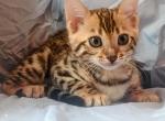 Cloe - Bengal Kitten For Sale - Travelers Rest&comma; SC&comma; US
