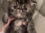 Brown Tabby boy - Persian Kitten For Sale - 