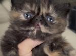 Tortoiseshell girl - Persian Kitten For Sale - Clay&comma; PA&comma; US