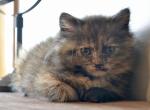 Cuddles - Minuet Kitten For Sale - 