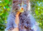 Dominant Blue Eyes Polydactyl Boy - Maine Coon Kitten For Sale - Grant Valkaria&comma; FL&comma; US