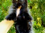 Black & White Polydactyl Boy with Odd Eyes - Maine Coon Kitten For Sale - Grant Valkaria&comma; FL&comma; US