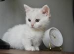 Snowball - Minuet Kitten For Sale - Capon Bridge&comma; WV&comma; US