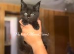 Black Maine Coon Kitten - Maine Coon Kitten For Sale - Conyers&comma; GA&comma; US