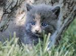 Vanilla - Domestic Kitten For Sale - 
