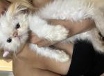 Miracles31 - Himalayan Kitten For Sale - 