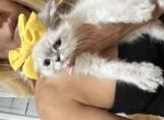 Miracles - Himalayan Kitten For Sale - Worcester&comma; MA&comma; US
