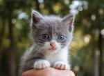Dahlia - Domestic Kitten For Sale - Paradise&comma; PA&comma; US