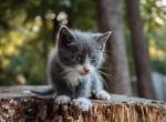 Kit Kat - Domestic Kitten For Sale - Paradise&comma; PA&comma; US