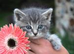 Rolo - Domestic Kitten For Sale - 