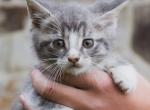 Skittles - Domestic Kitten For Sale - Paradise&comma; PA&comma; US