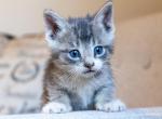 Mars - Domestic Kitten For Sale - Paradise&comma; PA&comma; US