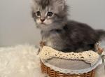 Black Silver Classic Tabby - Maine Coon Kitten For Sale - Wheeling&comma; IL&comma; US