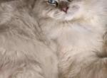 Downsizing at our cattery - Ragdoll Cat For Sale - Williamsport&comma; OH&comma; US