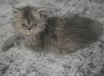 Blue Cream - Persian Kitten For Sale - Peculiar&comma; MO&comma; US