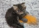 Chocolate Tabby - Persian Kitten For Sale - Peculiar&comma; MO&comma; US