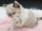 Pointed colorpoint female - Colorpoint Shorthair Kitten For Sale - Palm Coast&comma; FL&comma; US