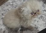 Blue Point Himalayan - Himalayan Kitten For Sale - 