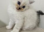 Ragdoll Female Kitten - Ragdoll Kitten For Sale - 