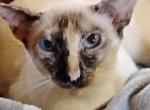 Luna & Diamond - Siamese Cat For Adoption - Roanoke&comma; VA&comma; US
