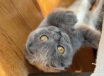 Lolita - Scottish Fold Kitten For Sale - Brooklyn&comma; NY&comma; US