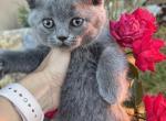 Adorable British Shorthair Kittens - British Shorthair Kitten For Sale - Thornton&comma; CO&comma; US