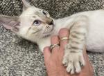 Seal point Lynx Bengal blue eyes - Bengal Kitten For Sale - Marysville&comma; WA&comma; US