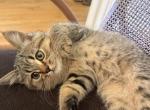 Hurry - Scottish Straight Kitten For Sale - Atlanta&comma; GA&comma; US