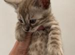 Charcoal Sepia Females - Bengal Kitten For Sale - Hermann&comma; MO&comma; US