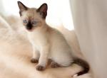 Tippy - Siamese Kitten For Sale - Walterboro&comma; SC&comma; US