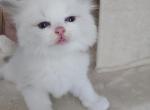 Afroditedolls After Eight - Ragdoll Kitten For Sale - Bradenton&comma; FL&comma; US