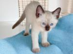 Siam - Siamese Kitten For Sale - Walterboro&comma; SC&comma; US