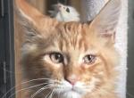 Red - Maine Coon Kitten For Sale - Las Vegas&comma; NV&comma; US