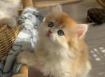 Ginger - British Shorthair Kitten For Sale - Denville&comma; NJ&comma; US