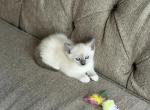 Reign - Siamese Kitten For Sale - 