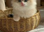 Biscuit - British Shorthair Kitten For Sale - Denville&comma; NJ&comma; US