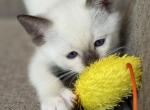 Rose - Ragdoll Kitten For Sale - Evansville&comma; WI&comma; US
