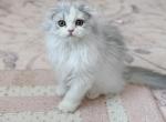 Scottish fold longhair dilute calico girl - Scottish Fold Kitten For Sale - 