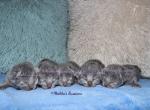 Russian Blue Kittens - Russian Blue Kitten For Sale - Springfield&comma; OH&comma; US