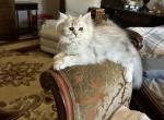 No name yet - British Shorthair Kitten For Sale - Carmel&comma; IN&comma; US