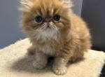 Red tabby Persian - Persian Kitten For Sale - Brooklyn&comma; NY&comma; US
