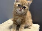 Red Tabby - Exotic Kitten For Sale - Brooklyn&comma; NY&comma; US