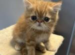 Red tabby Exotic shorthair male - Exotic Kitten For Sale - Brooklyn&comma; NY&comma; US