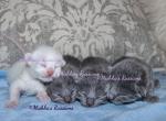 Russian White Kittens - Russian Blue Kitten For Sale - 