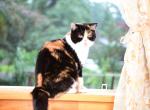 Bailey - Scottish Straight Kitten For Sale - 