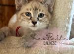 Saffron - Siamese Kitten For Sale - CA&comma; US